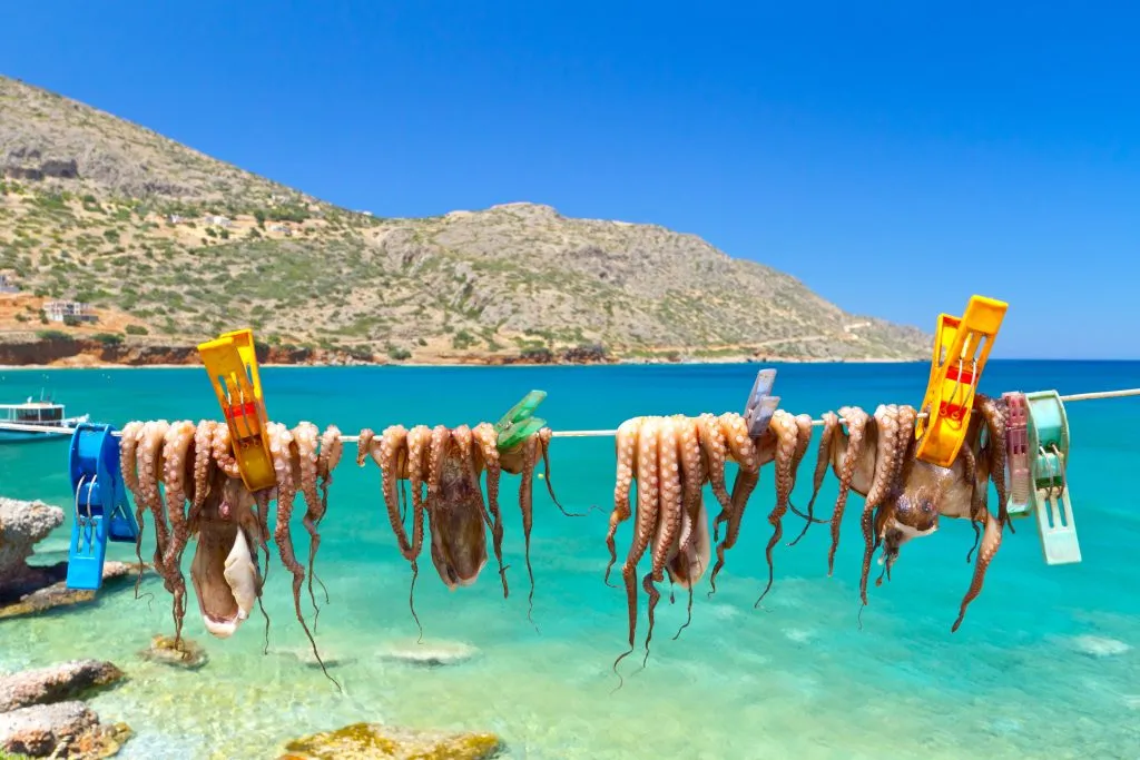 Mustekalan käsien kuivausta Platan kalastussatamassa Kreetalla Kreikassa.
