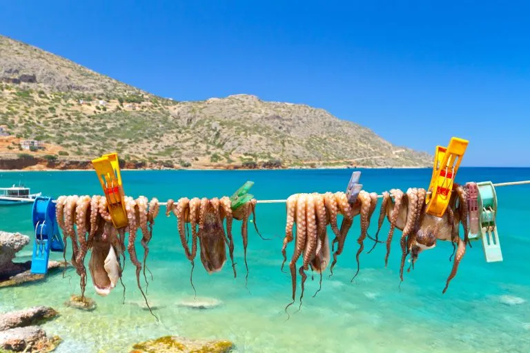 Tørking av blekksprutarmer i en fiskehavn i Plata på Kreta i Hellas.